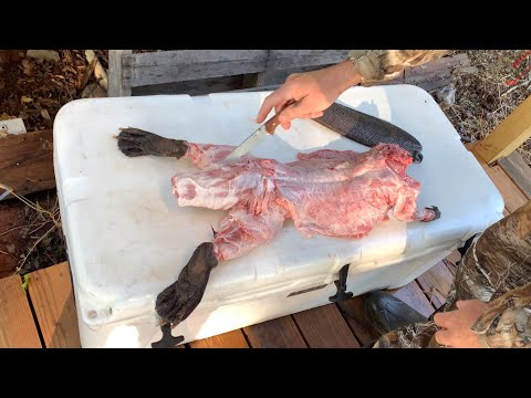 Beaver Catch, Clean &amp; Cook (Boiled Beaver Tail)