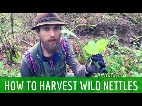 How to Harvest Wild Stinging Nettles | Harmonic Arts