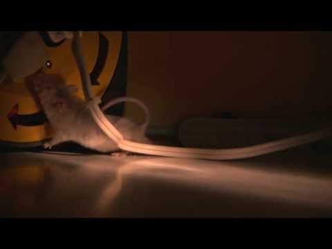The Dangers of Mice and Rodents