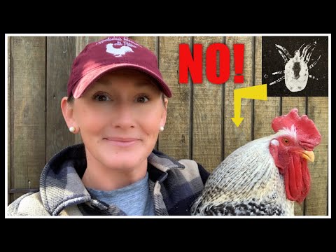 Lice &amp; Mites on YOUR Chickens? How to PREVENT!