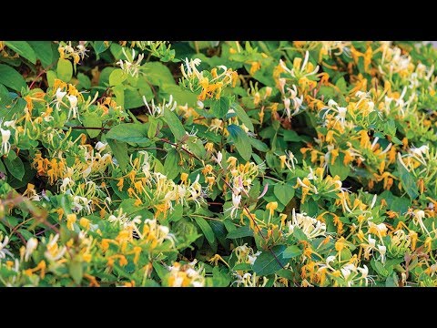 What Is Honeysuckle? | Honeysuckle: 6 Uses &amp; Benefits of This Common Garden Plant