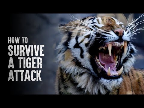 How to Survive a Tiger Attack