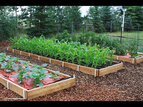 How to Build Raised Beds: Everyone Can Grow A Garden (2019) #8