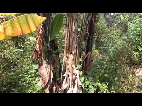 5 Year Old Food Forest in Florida: David The Good&#039;s Forest Garden Tour 2015
