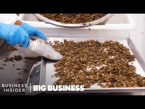 How North America&#039;s Largest Cricket Farm Harvests 50 Million A Week | Big Business