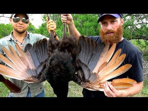 Eating Feral Peacock - Hunt, Cooked Over Fire | ASMR (Silent)