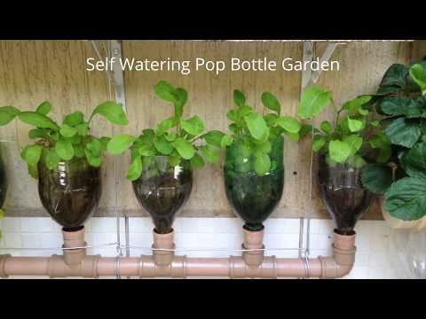 Bottle Garden The Incredible Self Watering Pop Grow System!