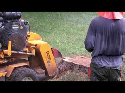 Professional Stump Grinding ~ How Stump removal Is Done