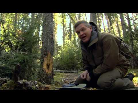Ray Mears - Boreal Forest Walkabout , Canada - Northern Wilderness