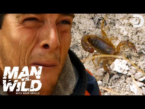 Bear Grylls Feasts on a Venomous Scorpion | Man vs. Wild