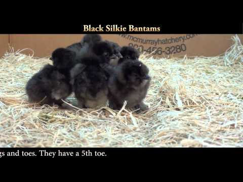 Black Silkie Bantam Chicks