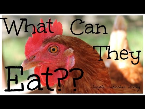 What Can You Feed Your Chickens?