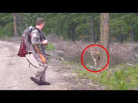 6 Mountain Lion Encounters That Will Horrify You