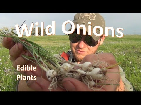 How to Identify and Pick Wild Onion