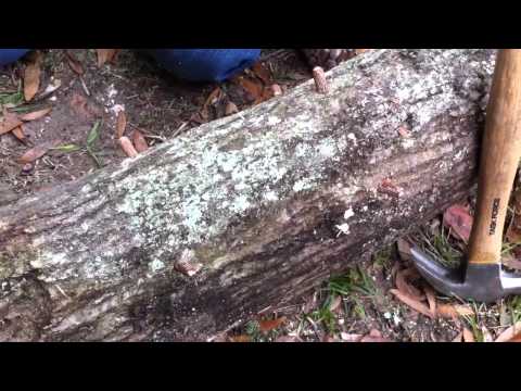 How to Inoculate Oak Logs With Shiitake Mushroom Spores