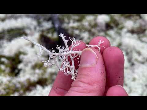 Can you eat reindeer lichen?