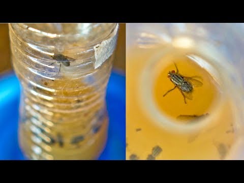 DIY FLY Trap to Get Rid of Flies and Fruit Fly