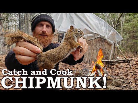 Catch and Cook CHIPMUNK in 7-Day Coastal Survival Challenge! | 100% WILD Food ONLY