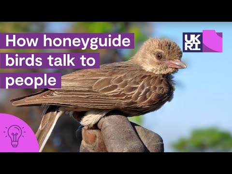 How honeyguide birds talk to people