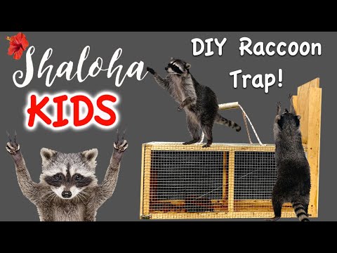 DIY Raccoon Trap! IT WORKED!!