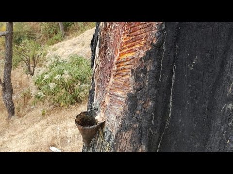 How to Tap a Pine Tree for Sap