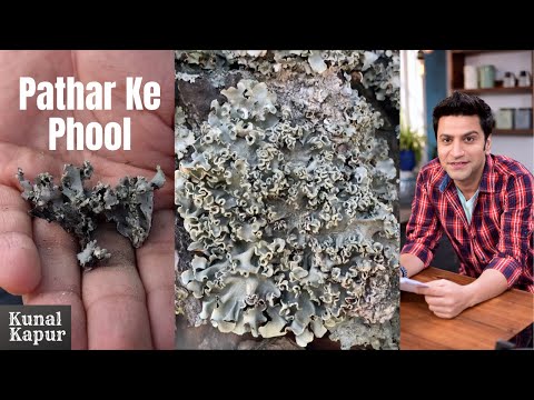 Pathar Ke Phool Kya Hota hai | Dagad Phool, Kalpasi, Stone Flower | Kunal Kapur Recipes Uttarakhand