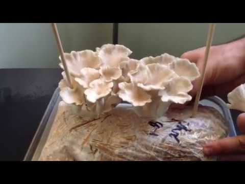 Grow Your Own Oyster Mushroom Mini-Farm Instructions