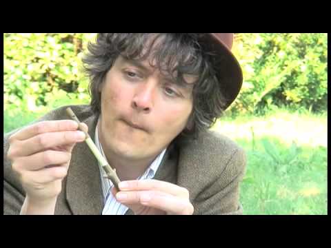Eden Project: How to make a sycamore whistle