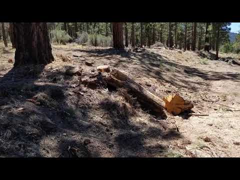 How to legally collect firewood from a Federal forest.