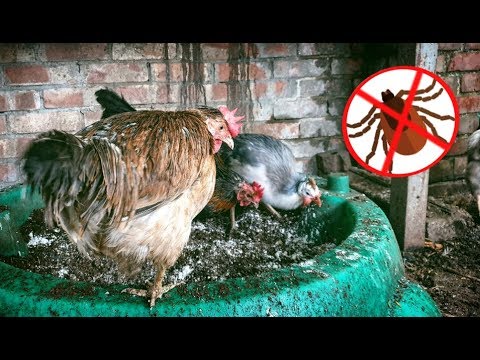 The BEST Way to Eradicate Chicken Lice and Bugs