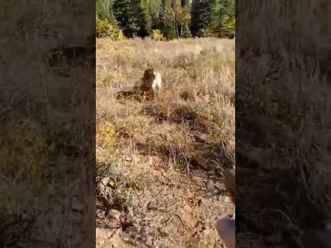 Scary Mountain Lion Encounter : 🎥 Jared Erickson and bambam0069 (IG)