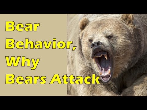 Bear Safety Part 1: Bear Behavior &amp; Why Bears Attack