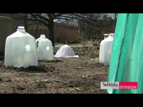 Cold Protection for Garden Vegetable Plants