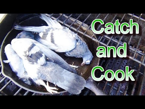 PIGEON Catch, Clean and Cook!!!