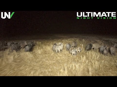 Extreme Feral Hog Eradication | Hundreds Eliminated