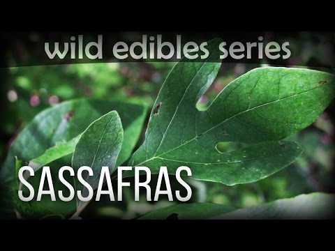 Sassafras - Wild Edibles Series