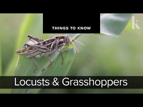 Locusts and Grasshoppers | Things to Know