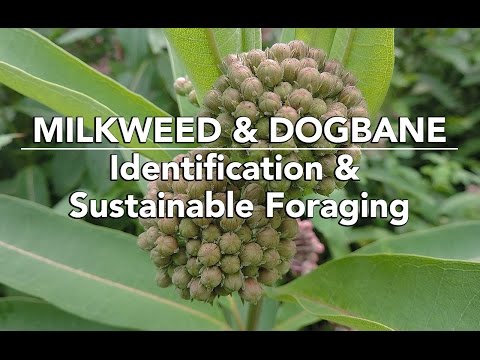 Milkweed &amp; Dogbane — Identification &amp; Sustainable Foraging with Adam Haritan