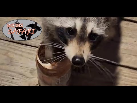 Raccoon , sticky paws and peanut butter.