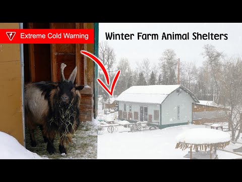 Winter Animal Shelters In Extreme Cold Weather