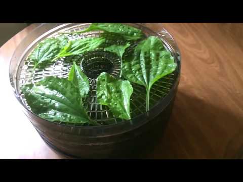 DIY Making Plantain Tea / One of the Best Natural Medicinal Plants