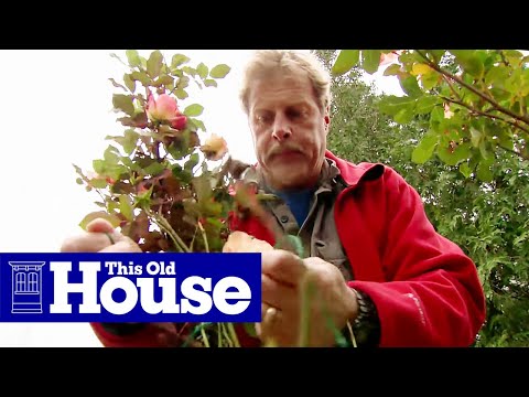 How to Protect Plants for the Winter | This Old House