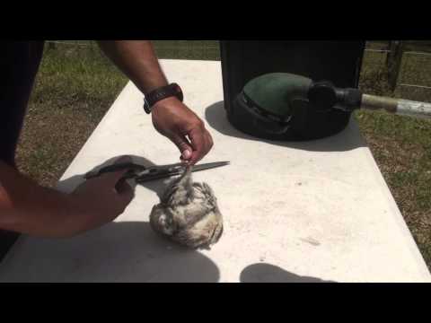 How to skin or pluck a quail after slaughter