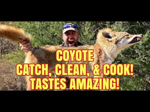 Eating Coyote! (catch clean cook) Great Idea! | HD