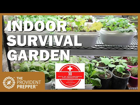How to Grow an Indoor Survival Garden