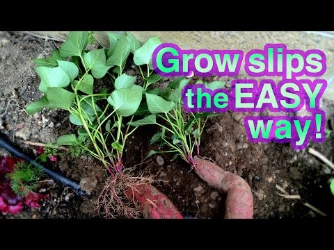 How to Grow Sweet Potato Successfully – It&#039;s Super EASY!
