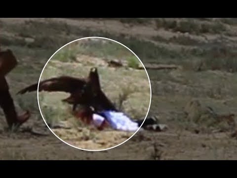 Golden eagle attacks 8 yo girl at ethnofestival in Kyrgyzstan