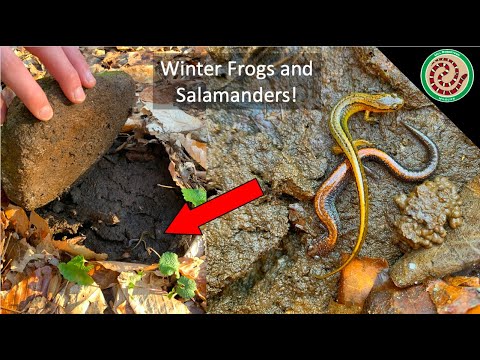 Finding Salamanders in Cold Weather! - Red Salamanders, Spring Salamanders, and More!