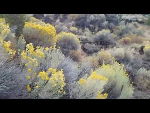 Not just a pretty flower: rabbitbrush - Always Ants
