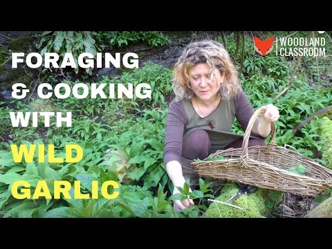 Foraging &amp; Cooking with Wild Garlic